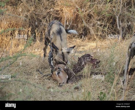 This Pack Of A Minimum Of 8 Wild Dogs Had Killed And Devoured An Impala