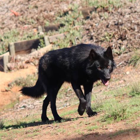 ¿la Raza De Perro Calupoh Es Mexicana Esto Es Lo Que Sabemos