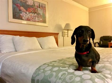 3 Affordable Dog Friendly Hotel Chains In The Usa Travelnuity
