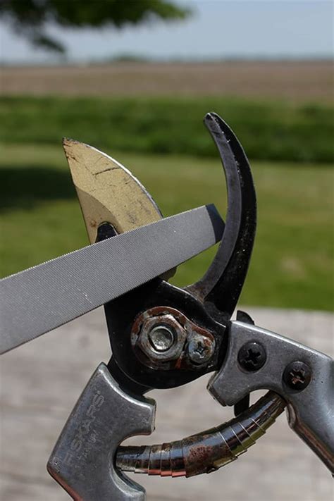 You should remove the metal to restore the cutting edge and get faster sharpening times. How to Sharpen Pruning Shears | The Creek Line House