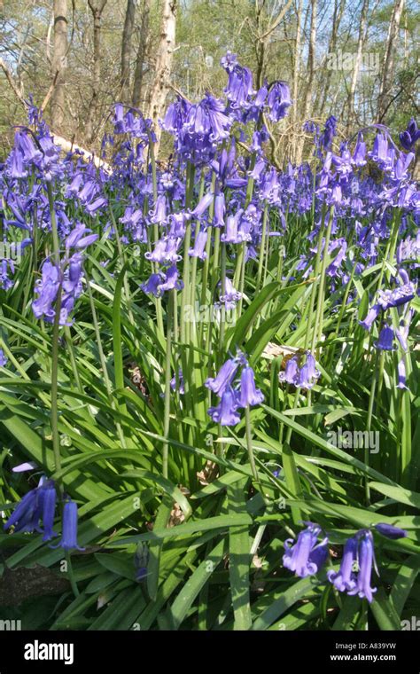 Spring Bluebells Stock Photo Alamy
