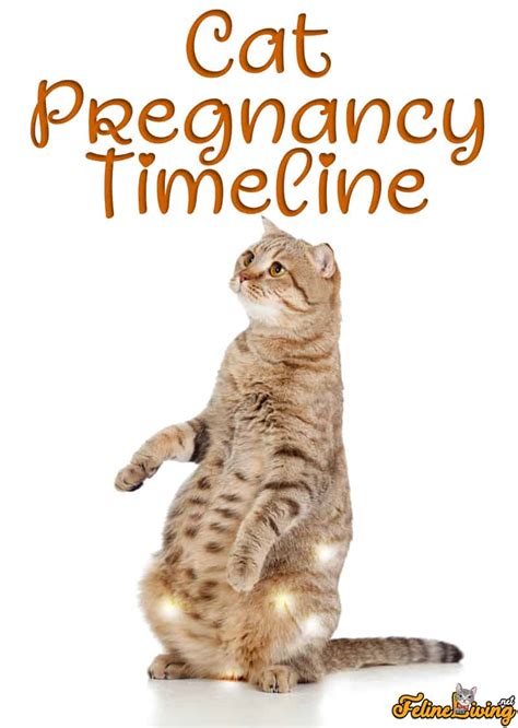 2024 Cat Pregnancy Timeline Signs And Tips