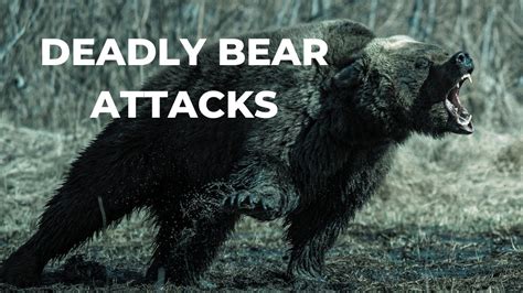 Deadly Bear Attacks In The Smoky Mountains Youtube