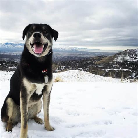 The Best Of Two Breeds A Look Into The Husky Lab Mix K9 Web