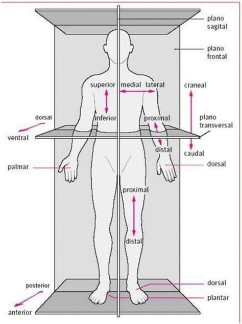 The Body In Situ Anatomical Correct Position When Studying Anatomy