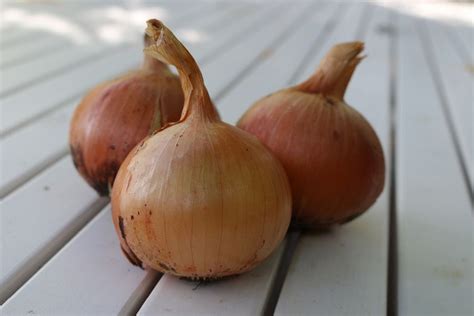 Utah Yellow Sweet Spanish Onion Plants Northern Ships Separately