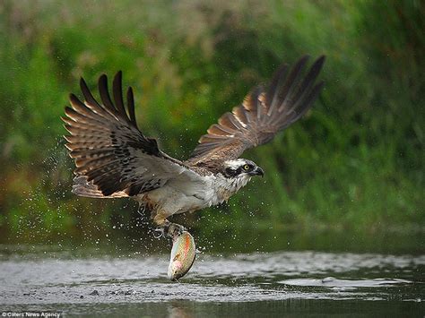 Osprey Swoops Down On To A River To Catch His Prey In Set Of Incredible