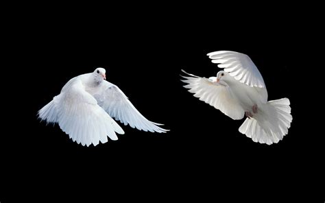 Flying White Dove Png