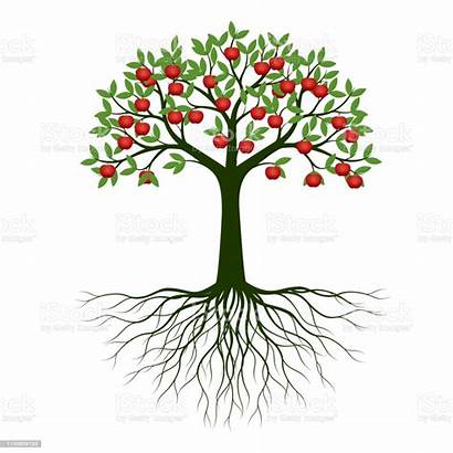 Roots Tree Fruits Arbre Fruit Avec Plant