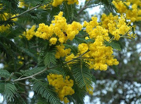 Silver Wattle Facts And Health Benefits