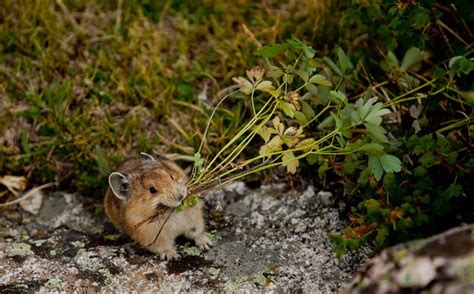 Pikas Will Bring You Flowers Animals Of The World Cute Animals