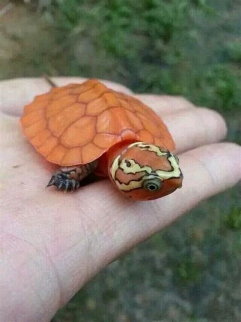 Sea turtles are a fundamental link in marine ecosystems. 115081 best Adorable Animals images on Pinterest | Animals ...