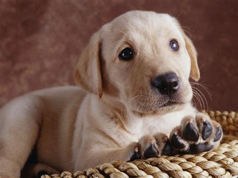 Dog breed coloring pages find beautiful coloring pages at from yellow lab puppy coloring pages puppy colouring pages free printable cartoon puppy online printable coloring sheets even if can be quickly delivered at the reception desk. 'Yellow Lab Puppy in Basket' Photographic Print - Jim ...