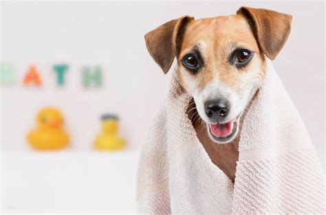 True Natural Pet Care Caring For Your Pets Skin Naturally