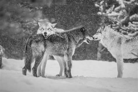 West Yellowstone Gray Wolves Sony A1 Ilce 1 Fine Art Wolf Flickr
