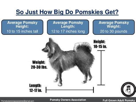 Siberian Husky Size Chart