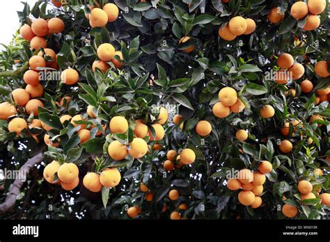 Orange Tree Citrus Sinensis Full Of Fruits Stock Photo Alamy