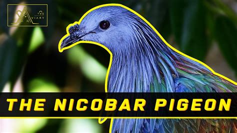 40th Eps Meet The Nicobar Pigeon The Closest Living Relative Of The