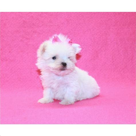 Maybe you would like to learn more about one of these? Maltese puppies for sale | Maltese puppy, Maltese, Maltese puppies for sale