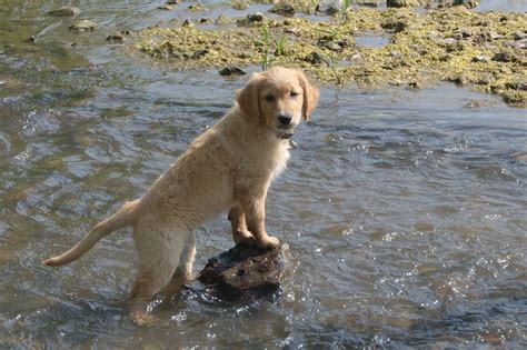 Finley River Retrievers Golden Retriever Puppies Home