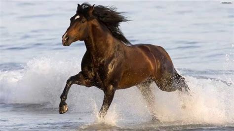 See these ultimate horse barns. Amazing Horses - Beautiful Horse FULL HD - YouTube