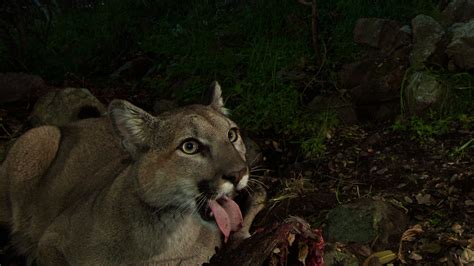Photos Cameras Record Lives Of Mountain Lion Cubs Deer Meal Outdoorhub