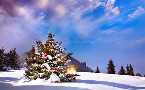 Weihnachtsbaum Draußen Im Schnee 1600x1000 Download Hd Wallpaper