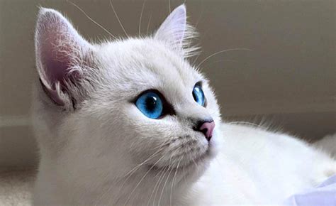 Let Coby Captivate You With His Striking Blue Eyes Catster
