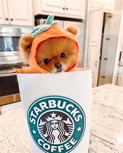 New Starbucks Drink 🎃 Cute Little Animals Your Dog Cute Pomeranian