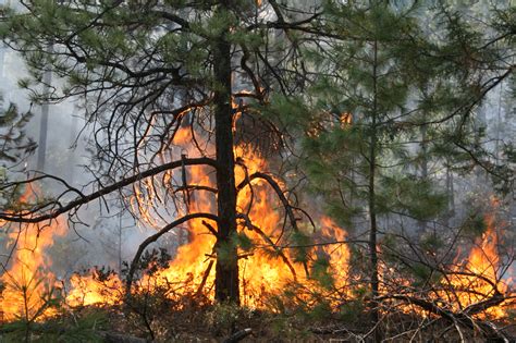Han Desaparecido 13 Mil 800 Hectáreas De Bosque Tras Incendio En Madera