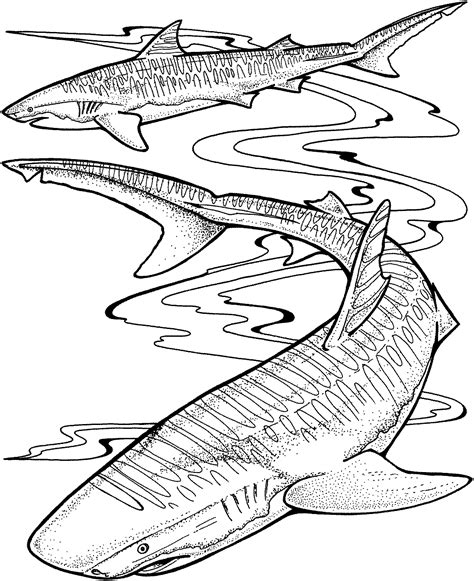 Free Shark Coloring Page Coloring Home
