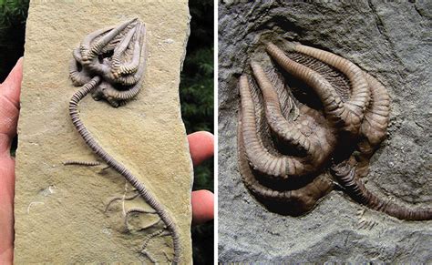 19 Fascinating Fossils From Pre Historic Times Wow Gallery Ebaums