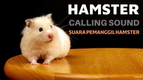 Hamster Calling Sound Suara Pemanggil Hamster Youtube