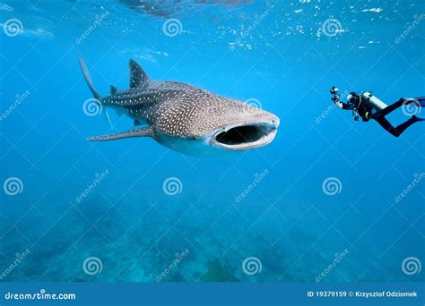 Whale Shark And Underwater Photographer Stock Image Image Of Ocean