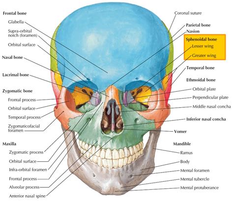 💌 Sphenoid Bone Anterior View Sphenoid Bone Anatomy Function And