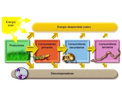 Tomidigital Flujo De Materia Y Energia En Los Ecosistemas