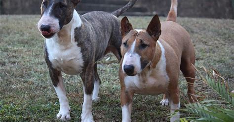 Bull Terrier - Info, Pictures, Aggressiveness...
