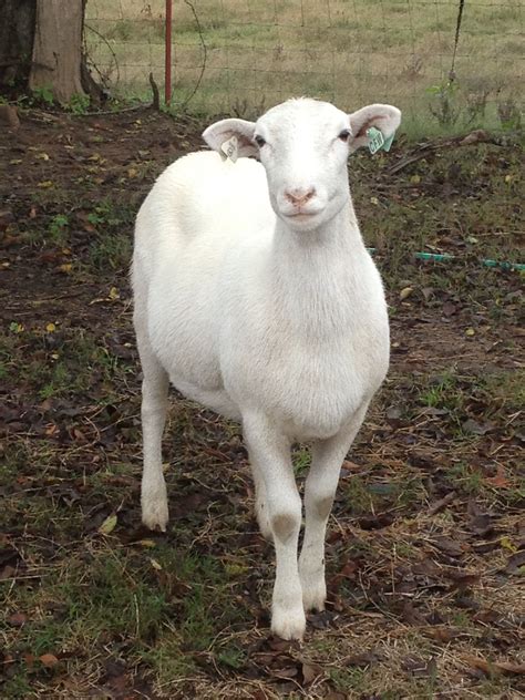 We Have Katahdin Hair Sheep 4 Or Our Females Look Just Like This Picture Lisa Dottie