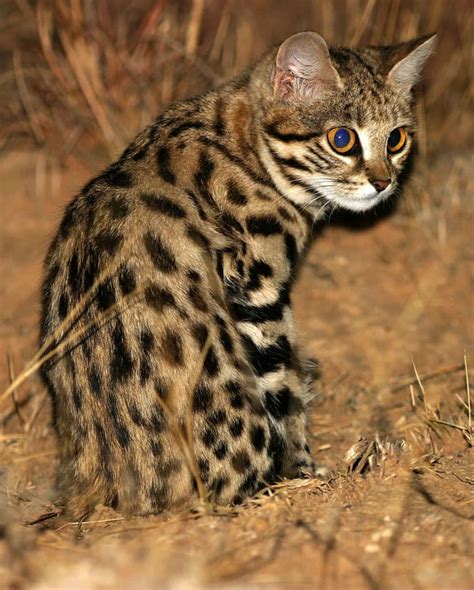 Black Footed Cat Great Cats World Park