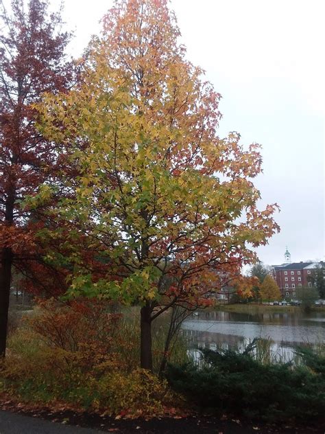 Maybe you would like to learn more about one of these? Sweetgum | Bates Canopy | Bates College