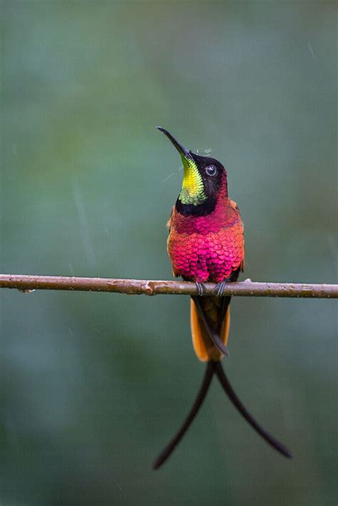 Colibri Topaze Topaza Pella Hummingbird Pictures Colorful Birds