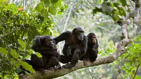 Chimpanzees More Sociable After Watching Movies Together Study