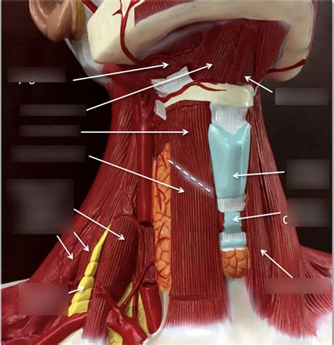 Neck Muscles Diagram Quizlet