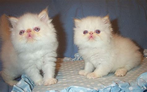 The blue point himalayan cat has dusky bluish grey points. 6 week old male flame point himalayan kittens