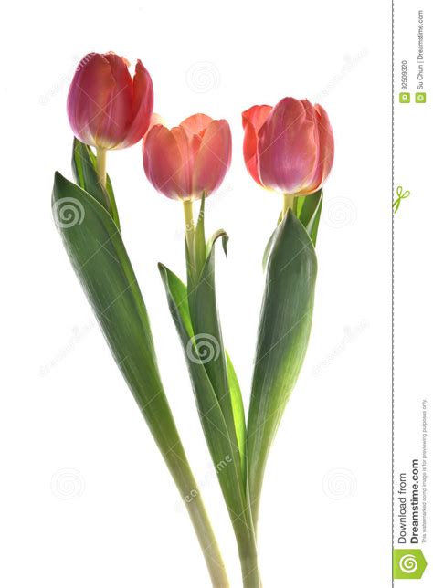 Red Tulip Flowers In Bloom Stock Photo Image Of Nature 92509320