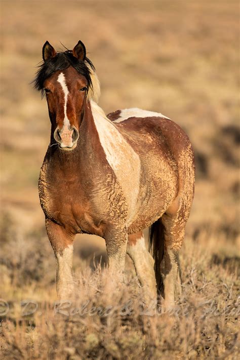 Wyoming Wild Mustang D Robert Franz Photography