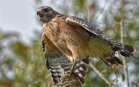 14 Species Of Hawks In Texas With Pictures And Info Optics Mag