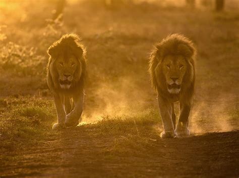 Hd Wallpaper Two Male Lions Habitat Travel Africa