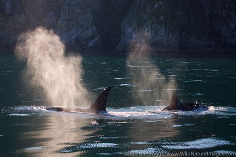 Orcas Photos By Ron Niebrugge