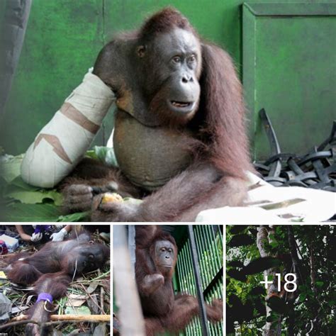 Heartwarming Reunion With Freedom Orangutan Who Lost Arm In Ten Day